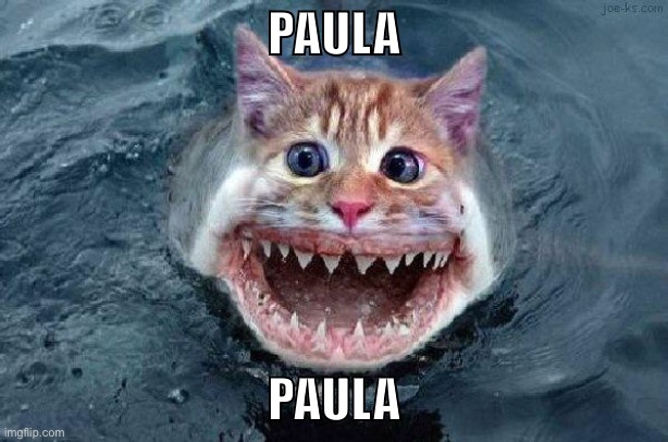 Catfish | PAULA; PAULA | image tagged in catfish | made w/ Imgflip meme maker
