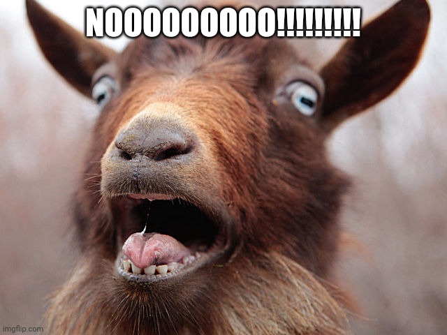 goat screaming | NOOOOOOOOO!!!!!!!!! | image tagged in goat screaming | made w/ Imgflip meme maker