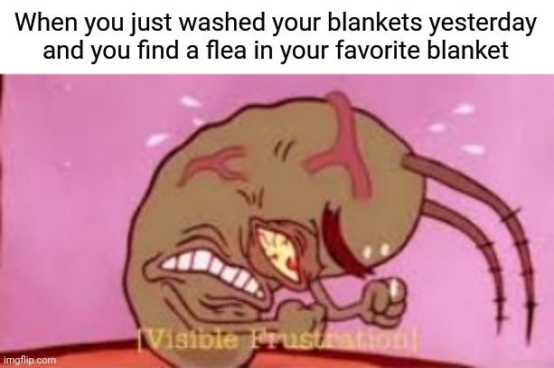 How do I treat dog fleas. | When you just washed your blankets yesterday and you find a flea in your favorite blanket | image tagged in visible frustration | made w/ Imgflip meme maker