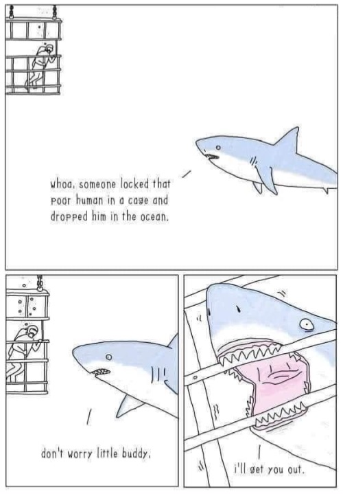 Shark rescues cage diver Blank Meme Template