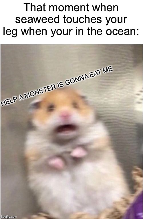 I can relate to this meme |  That moment when seaweed touches your leg when your in the ocean:; HELP A MONSTER IS GONNA EAT ME | image tagged in ocean,memes | made w/ Imgflip meme maker