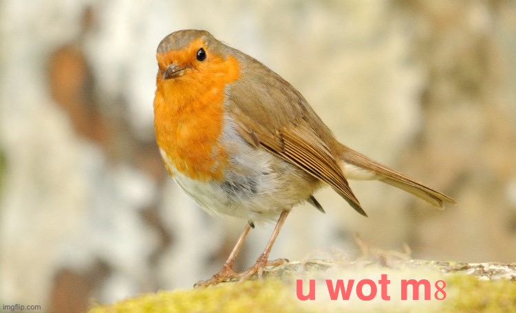 U wot m8 Robin | u wot m8 | image tagged in u wot m8 robin | made w/ Imgflip meme maker