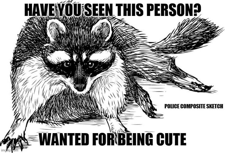 raccoon | HAVE YOU SEEN THIS PERSON? POLICE COMPOSITE SKETCH; WANTED FOR BEING CUTE | image tagged in raccoon | made w/ Imgflip meme maker