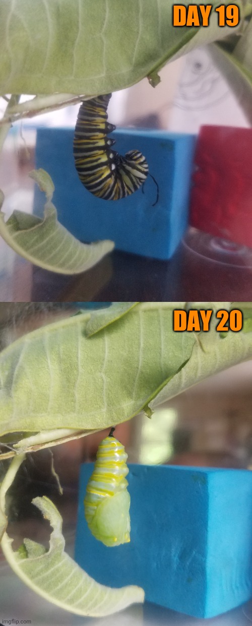 Now waiting for the butterflies to emerge | DAY 19; DAY 20 | image tagged in caterpillar,butterflies | made w/ Imgflip meme maker