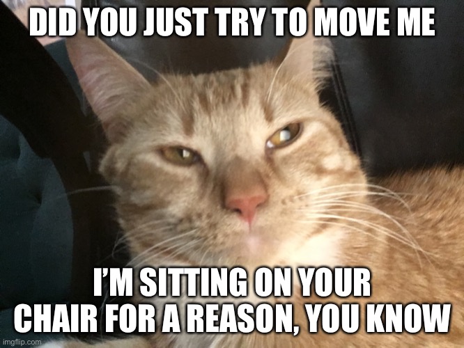 I’m sitting on your chair for a reason | DID YOU JUST TRY TO MOVE ME; I’M SITTING ON YOUR CHAIR FOR A REASON, YOU KNOW | image tagged in lazy cat,lol,lolz,haha,hahaha,fun | made w/ Imgflip meme maker