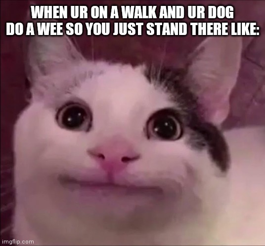 Happens all the time |  WHEN UR ON A WALK AND UR DOG DO A WEE SO YOU JUST STAND THERE LIKE: | image tagged in awkward smile cat | made w/ Imgflip meme maker