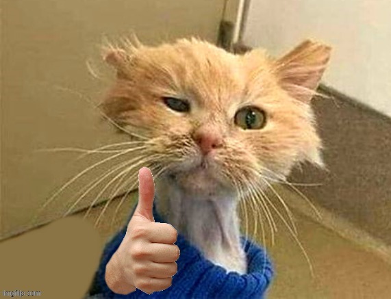 thumb cat | image tagged in thumb cat | made w/ Imgflip meme maker