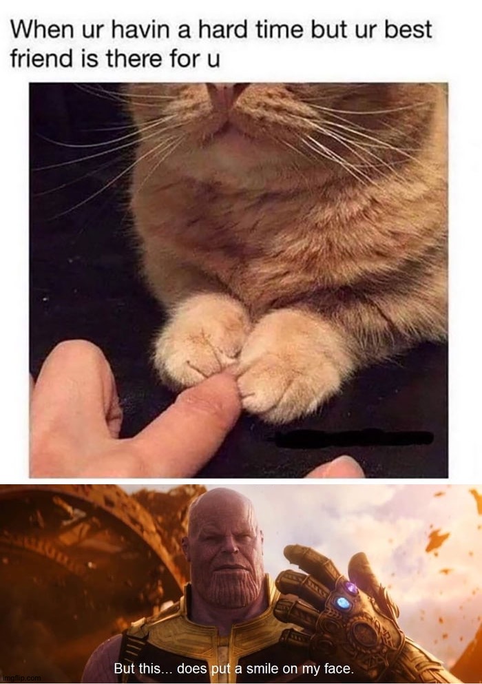 This cat can has my cheezburger now | image tagged in but this does put a smile on my face,memes,funny,funny memes,cats,wholesome | made w/ Imgflip meme maker