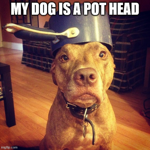 MY DOG IS A POT HEAD | image tagged in eyeroll | made w/ Imgflip meme maker