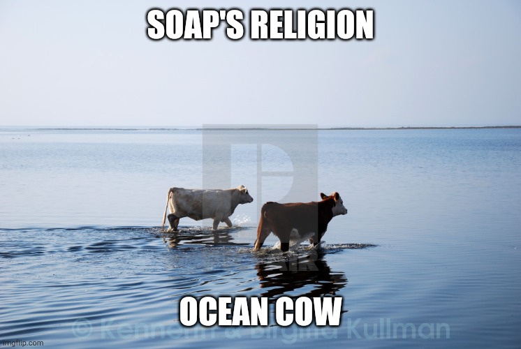 ocean cow couple | SOAP'S RELIGION OCEAN COW | image tagged in ocean cow couple | made w/ Imgflip meme maker