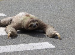 Sloth crosses street Blank Meme Template