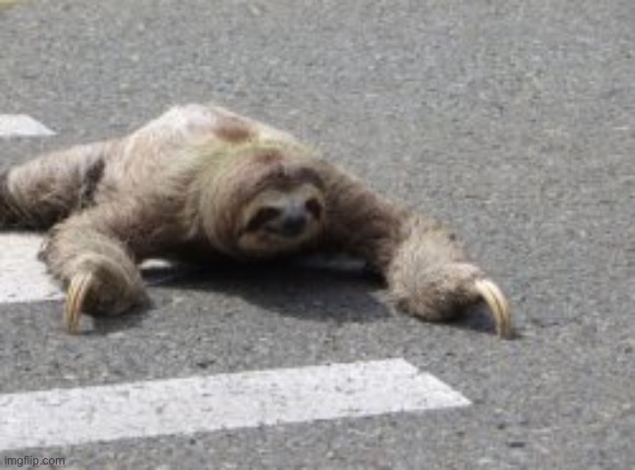 Sloth crosses street | image tagged in sloth crosses street | made w/ Imgflip meme maker