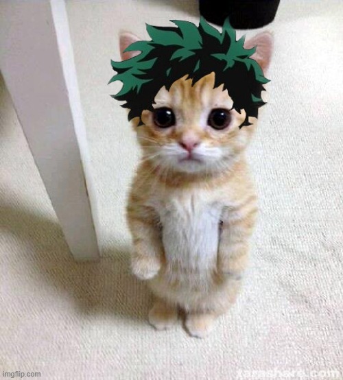 deku cat | image tagged in deku cat | made w/ Imgflip meme maker