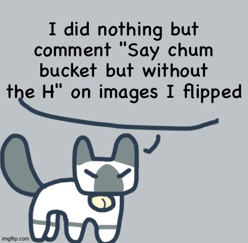 Cat | I did nothing but comment "Say chum bucket but without the H" on images I flipped | image tagged in cat | made w/ Imgflip meme maker