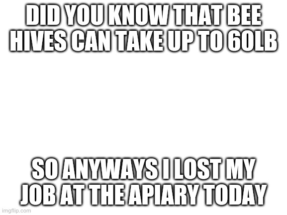 Blank White Template | DID YOU KNOW THAT BEE HIVES CAN TAKE UP TO 60LB; SO ANYWAYS I LOST MY JOB AT THE APIARY TODAY | image tagged in blank white template | made w/ Imgflip meme maker