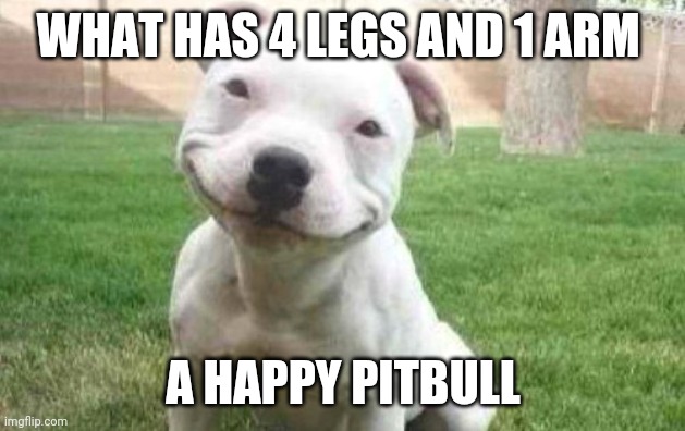 Oh no | WHAT HAS 4 LEGS AND 1 ARM; A HAPPY PITBULL | image tagged in smiling pitbull | made w/ Imgflip meme maker