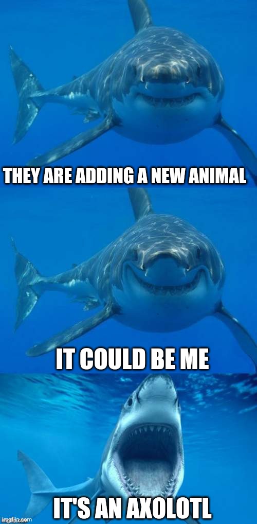 Bad Shark Pun  | THEY ARE ADDING A NEW ANIMAL IT COULD BE ME IT'S AN AXOLOTL | image tagged in bad shark pun | made w/ Imgflip meme maker