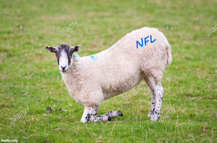 NFL | NFL | image tagged in stupid sheep | made w/ Imgflip meme maker