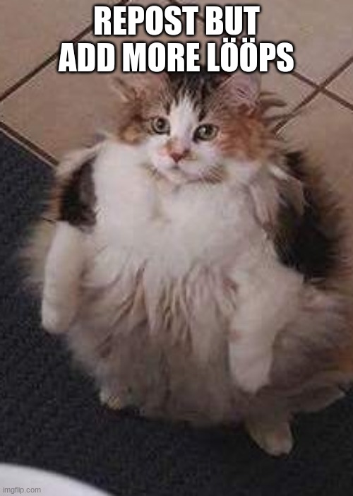 Loop Cat | REPOST BUT ADD MORE LÖÖPS | image tagged in loop cat | made w/ Imgflip meme maker