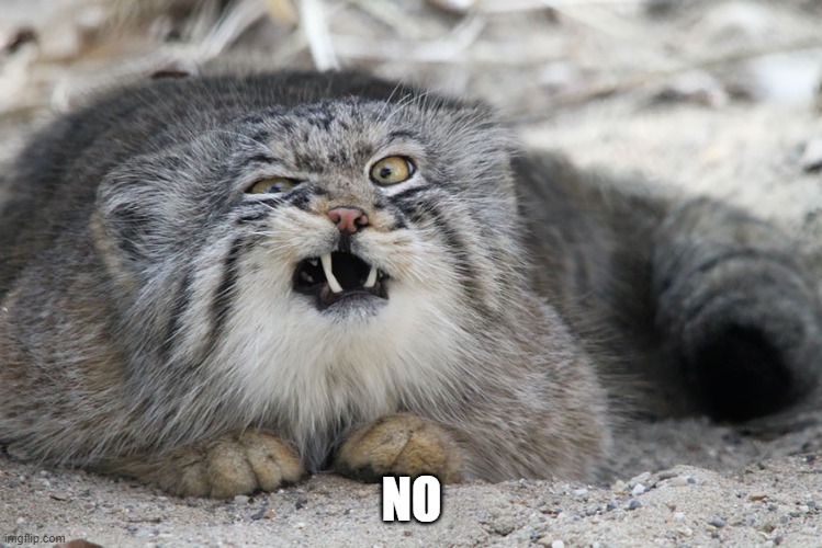 NO | NO | image tagged in pallas cat | made w/ Imgflip meme maker