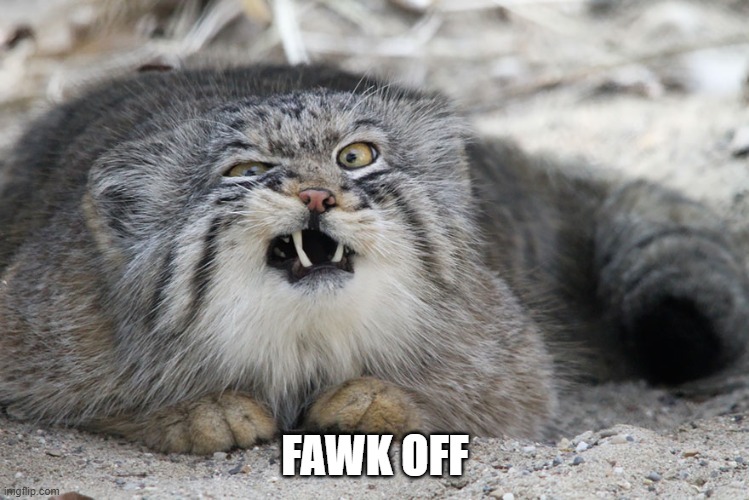 FAWK OFF | FAWK OFF | image tagged in pallas cat | made w/ Imgflip meme maker