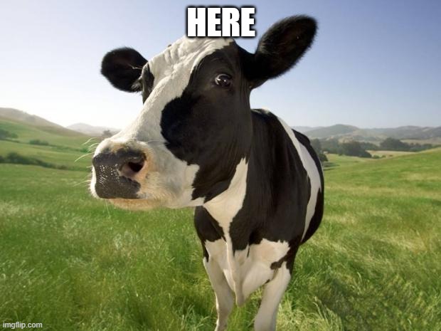 cow | HERE | image tagged in cow | made w/ Imgflip meme maker