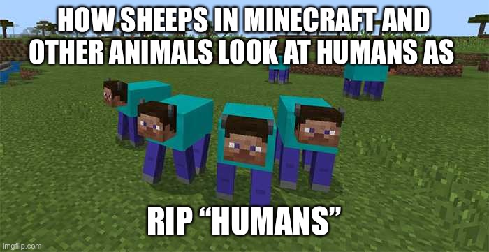 me and the boys | HOW SHEEPS IN MINECRAFT AND OTHER ANIMALS LOOK AT HUMANS AS; RIP “HUMANS” | image tagged in me and the boys,minecraft,humans,humanity | made w/ Imgflip meme maker