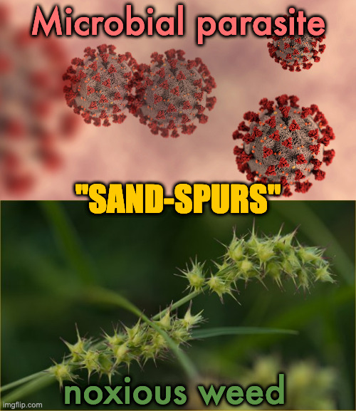 Microbial parasite; "SAND-SPURS"; noxious weed | made w/ Imgflip meme maker