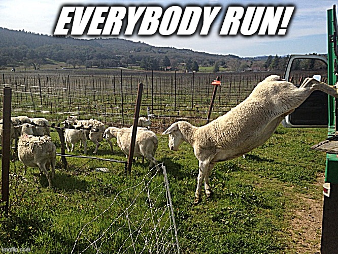EVERYBODY RUN! | made w/ Imgflip meme maker
