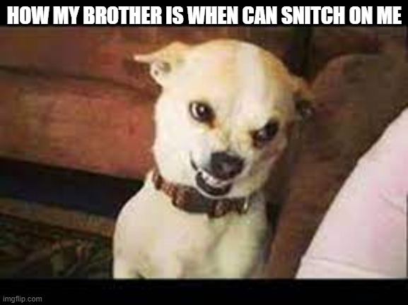 how my brother look when he can snitch on me | HOW MY BROTHER IS WHEN CAN SNITCH ON ME | image tagged in dogs,dog,snitch,funny,meme,memes | made w/ Imgflip meme maker