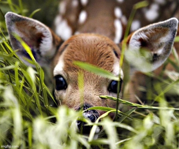 Timid deer | image tagged in timid deer | made w/ Imgflip meme maker