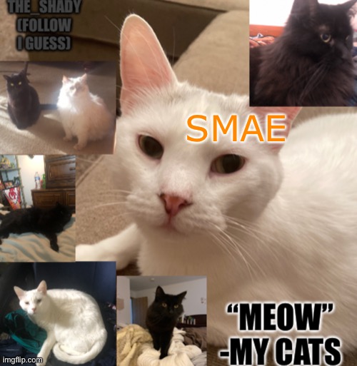 Smae | SMAE; /////////////////////////-/———————- | image tagged in the_shady cat temp | made w/ Imgflip meme maker