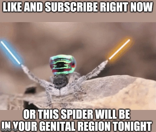 LIKE AND SUBSCRIBE RIGHT NOW; OR THIS SPIDER WILL BE IN YOUR GENITAL REGION TONIGHT | made w/ Imgflip meme maker