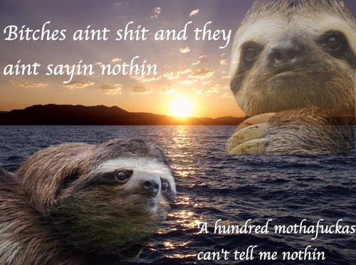 Sloth bitches ain’t shit Blank Meme Template