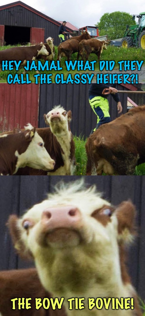 Bad pun cow  | HEY JAMAL WHAT DID THEY CALL THE CLASSY HEIFER?! THE BOW TIE BOVINE! | image tagged in bad pun cow | made w/ Imgflip meme maker