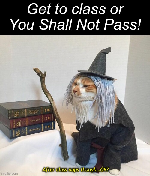 Gandalf the Orange | Get to class or You Shall Not Pass! After class naps though…OK? | image tagged in funny memes,funny cat memes | made w/ Imgflip meme maker