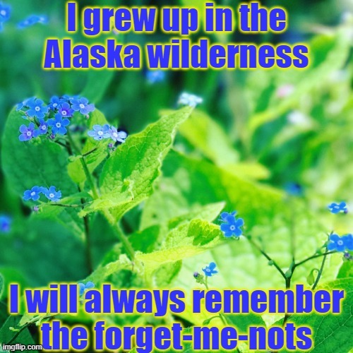 A good memory. | image tagged in forget me nots,beautiful nature,alaska,childhood | made w/ Imgflip meme maker