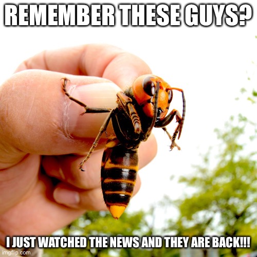 Murder Hornets | REMEMBER THESE GUYS? I JUST WATCHED THE NEWS AND THEY ARE BACK!!! | image tagged in murder hornets | made w/ Imgflip meme maker