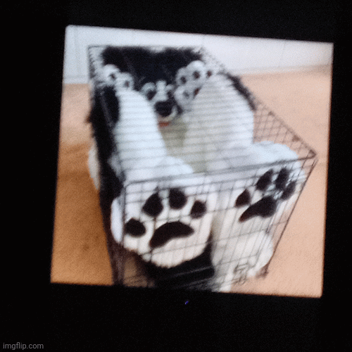 We found a new weakness of the furries. Their own animal instinct. | image tagged in gifs | made w/ Imgflip images-to-gif maker