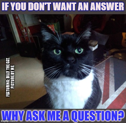 This lolcat wants an answer | IF YOU DON'T WANT AN ANSWER; FEATURING: BILLY THE CAT.
PICTURE BY ME; WHY ASK ME A QUESTION? | image tagged in lolcat,question,answer | made w/ Imgflip meme maker