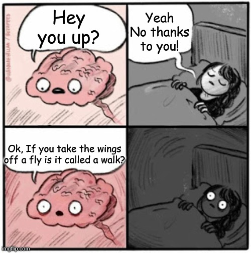 Fly=walk? | Yeah No thanks to you! Hey you up? Ok, If you take the wings off a fly is it called a walk? | image tagged in brain before sleep,fun,walk,fly,question | made w/ Imgflip meme maker