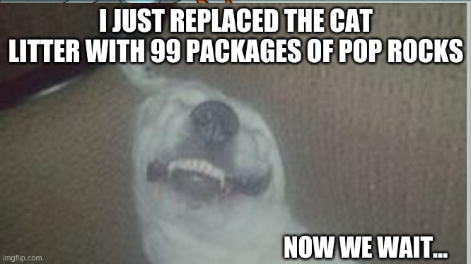 What does the dog say | I JUST REPLACED THE CAT LITTER WITH 99 PACKAGES OF POP ROCKS; NOW WE WAIT... | image tagged in mischevious dog,funny memes,love,cat,tricks,talking | made w/ Imgflip meme maker