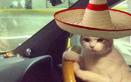 Mexican cat Blank Meme Template