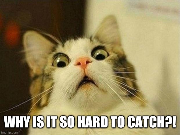 Scared Cat Meme | WHY IS IT SO HARD TO CATCH?! | image tagged in memes,scared cat | made w/ Imgflip meme maker