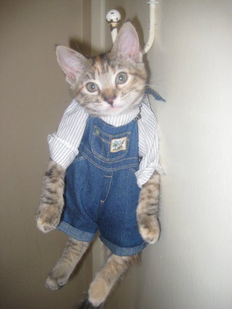 image tagged in cats,kittens,animals