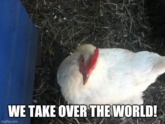 Angry Chicken Boss Meme | WE TAKE OVER THE WORLD! | image tagged in memes,angry chicken boss | made w/ Imgflip meme maker