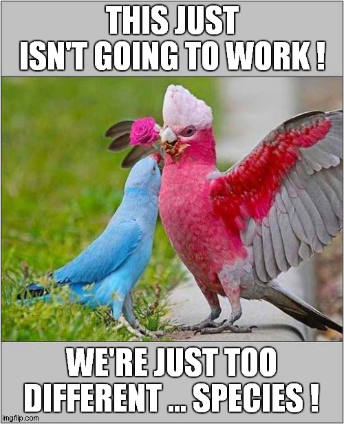 A Bad Romance ! | THIS JUST ISN'T GOING TO WORK ! WE'RE JUST TOO DIFFERENT ... SPECIES ! | image tagged in parrot,cockatoo,bad romance | made w/ Imgflip meme maker