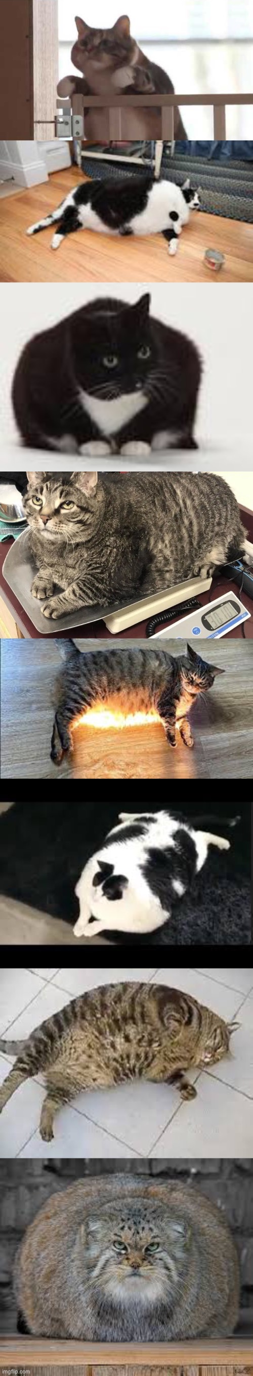 Chonk | image tagged in fat cat | made w/ Imgflip meme maker