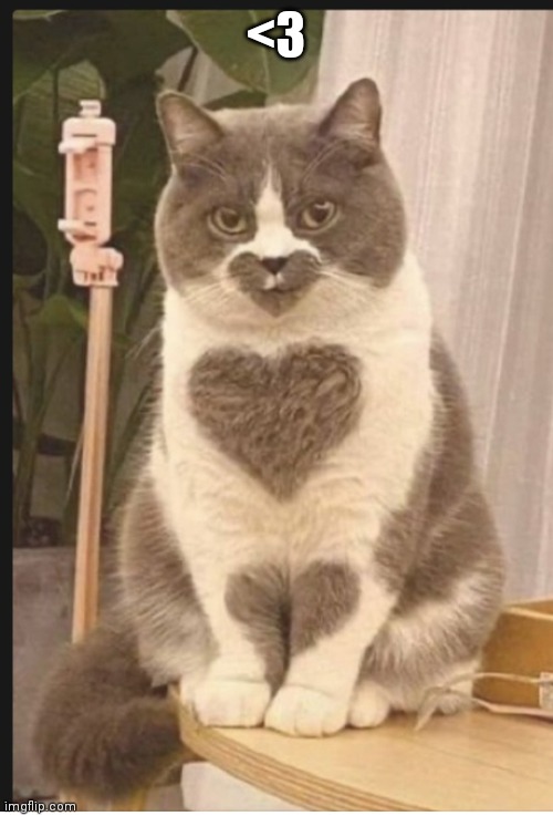 <3 | <3 | image tagged in cats,heart,beautiful | made w/ Imgflip meme maker