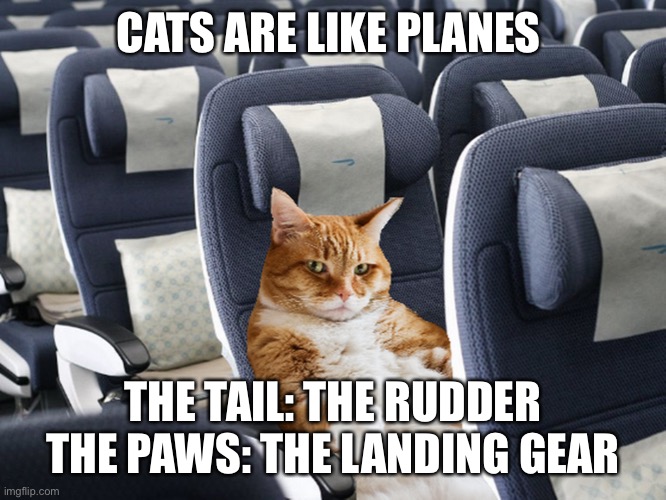 cat plane | CATS ARE LIKE PLANES; THE TAIL: THE RUDDER THE PAWS: THE LANDING GEAR | image tagged in airplane,cat | made w/ Imgflip meme maker